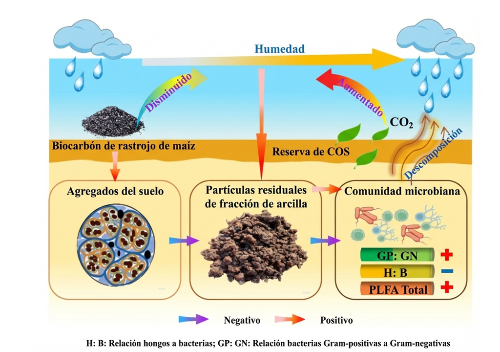 Soil organic carbon decomposition in response to moisture, microbial communities, and biochar addition in Alfisols Resumen gráfico de la investigación: "Soil organic carbon decomposition in response to moisture, microbial communities, and biochar addition in Alfisols", Yue Pan. et al.