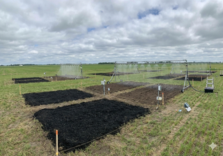 El aumento de las lluvias extremas está agotando el carbono del suelo: el estrés climático cambiará la agricultura