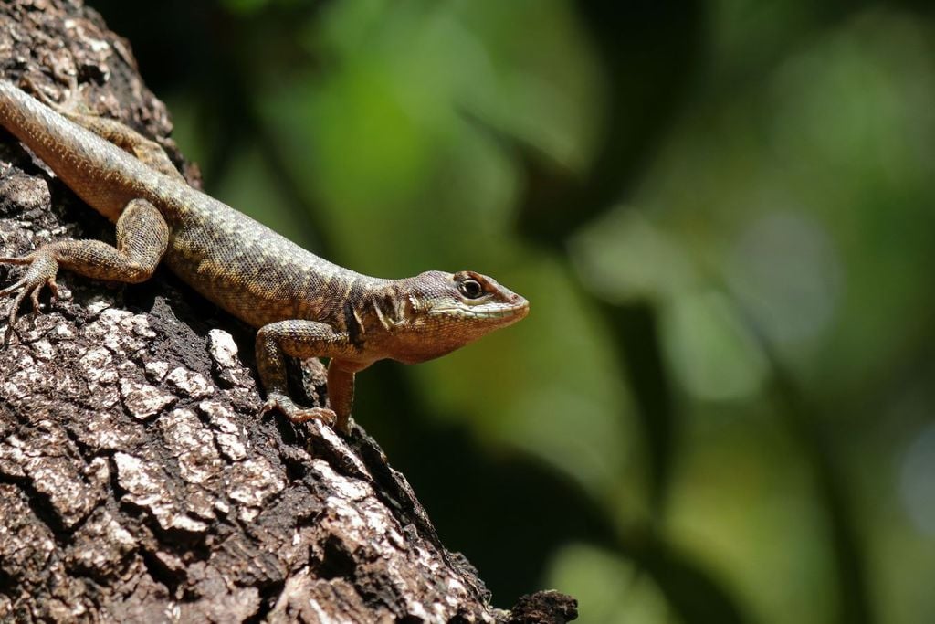 Tropidurus torquatus, es un lagarto sudamericano ampliamente distribuido en el bioma Cerrado, situado principalmente en el centro de Brasil.