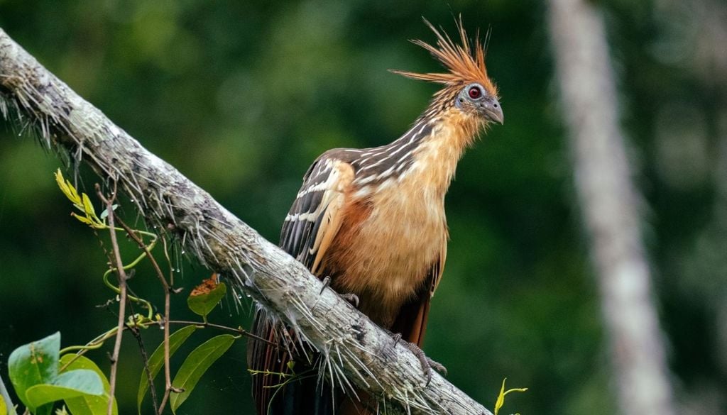 Hoatzín El hoatzín vive en zonas de vegetación ribereña de la Amazonía y la cuenca del Orinoco. Mide unos 60 centímetros y pesa entre 700 y 900 gramos.