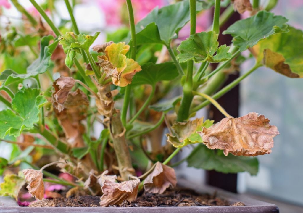 La aparición de hojas desecadas y de color amarillo es un indicativo inequívoco de un problema vegetal.
