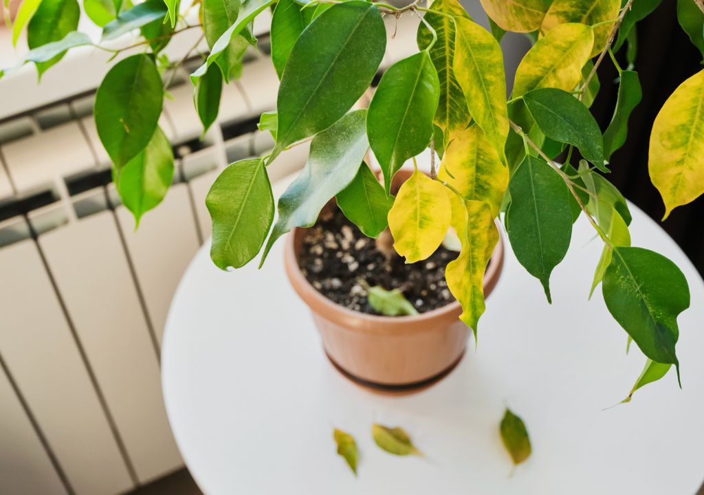 El color amarillento es el paso previo e indicativo de la caída de hoja y problema vegetal.