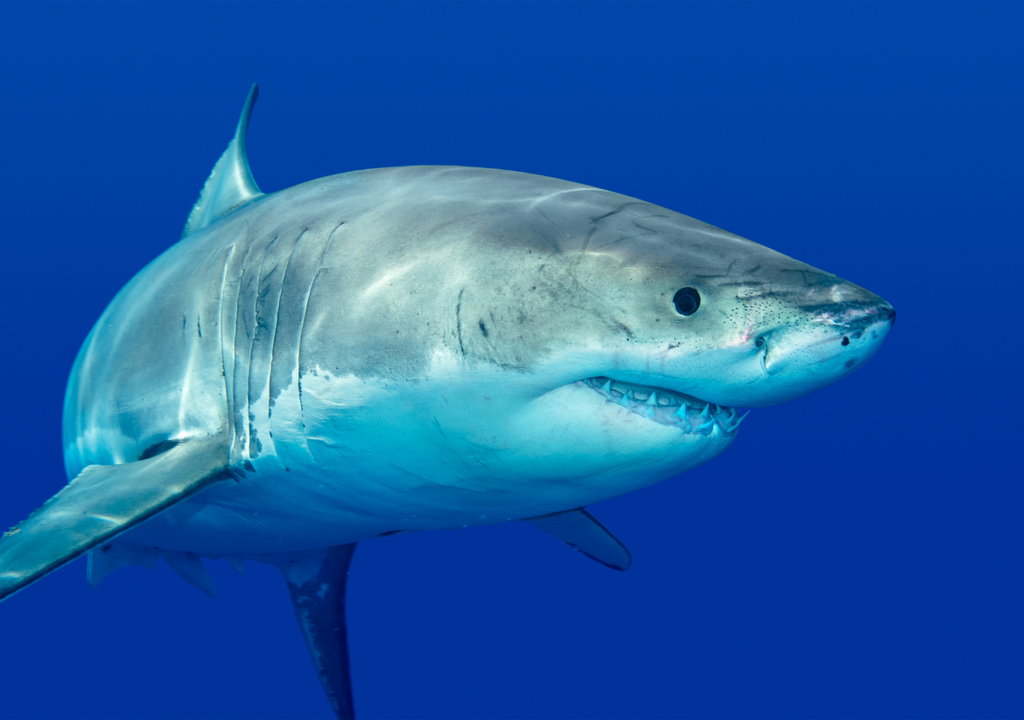 Tiburón