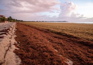 Fléau des algues brunes : l'invasion sans précédent des sargasses dans les Caraïbes complique fortement le tourisme