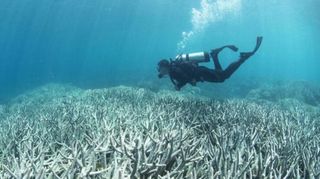 El blanqueamiento de coral: respuesta del comportamiento a la híper tensión térmica