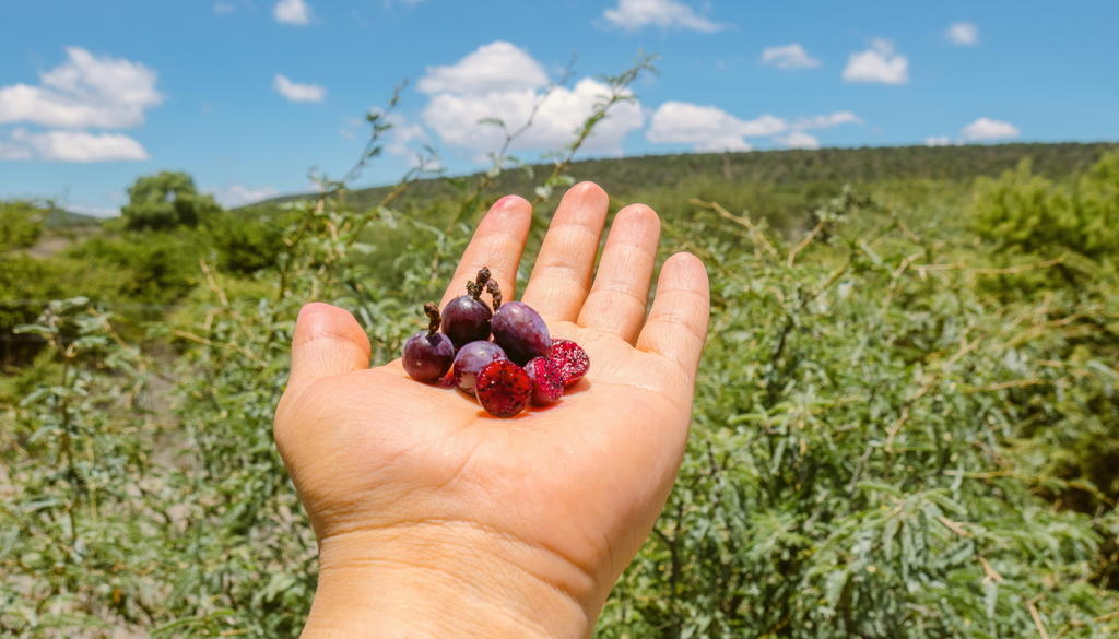 En algunas regiones rurales los frutos fermentados se utilizaban para crear deliciosas bebidas tradicionales y artesanales.
