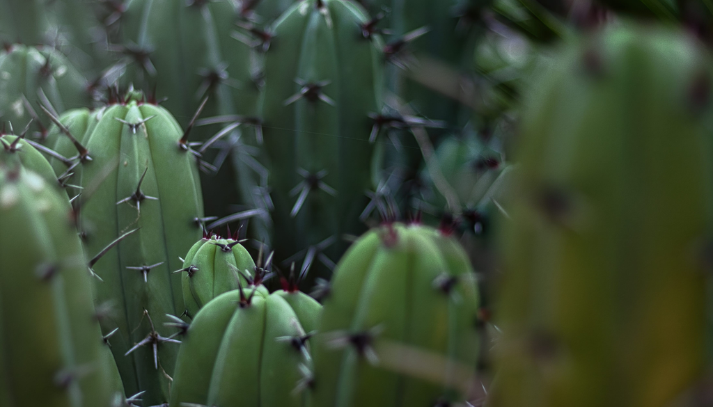 El garambullo pertenece a los cactus columnares, uno de los grupos más usados en paisajismo xerófilo moderno.