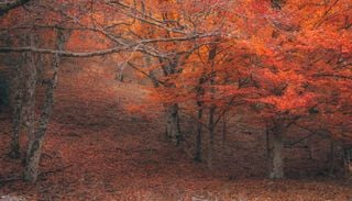 Parece Canad&aacute; pero est&aacute; s&oacute;lo a una hora de Madrid: el bosque con r&iacute;os y senderos que cambia de color en octubre