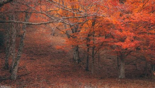 Parece Canad&aacute; pero est&aacute; s&oacute;lo a una hora de Madrid: el bosque con r&iacute;os y senderos que cambia de color en octubre
