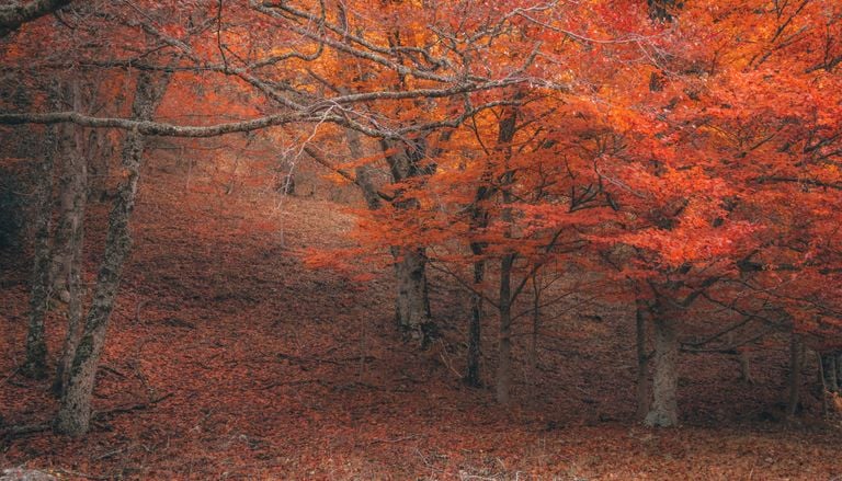 Parece Canad&aacute; pero est&aacute; s&oacute;lo a una hora de Madrid: el bosque con r&iacute;os y senderos que cambia de color en octubre