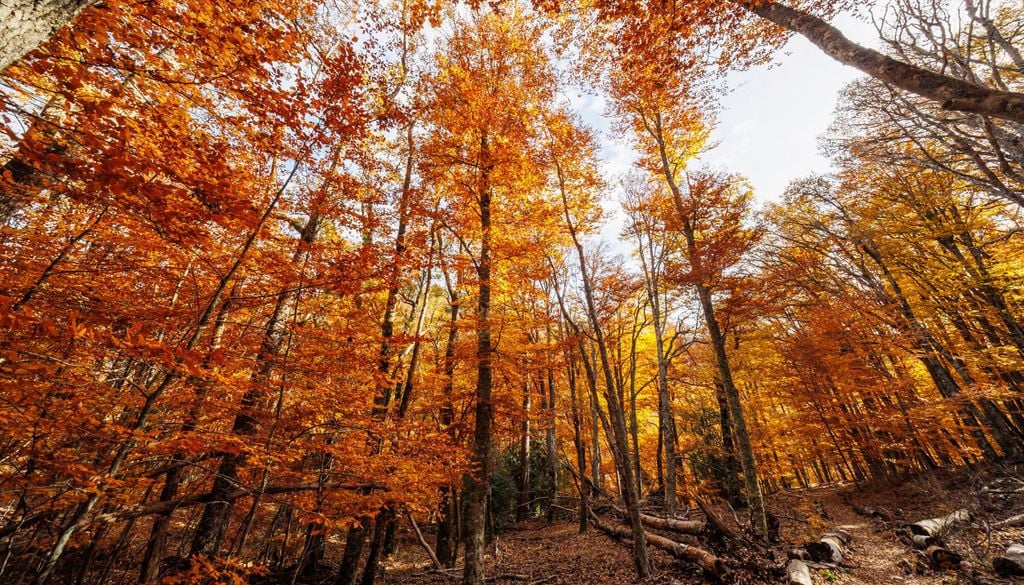 Los tonos ocres predominan en los paisajes del Hayedo de Montejo durante el otoño. Comunidad de Madrid.