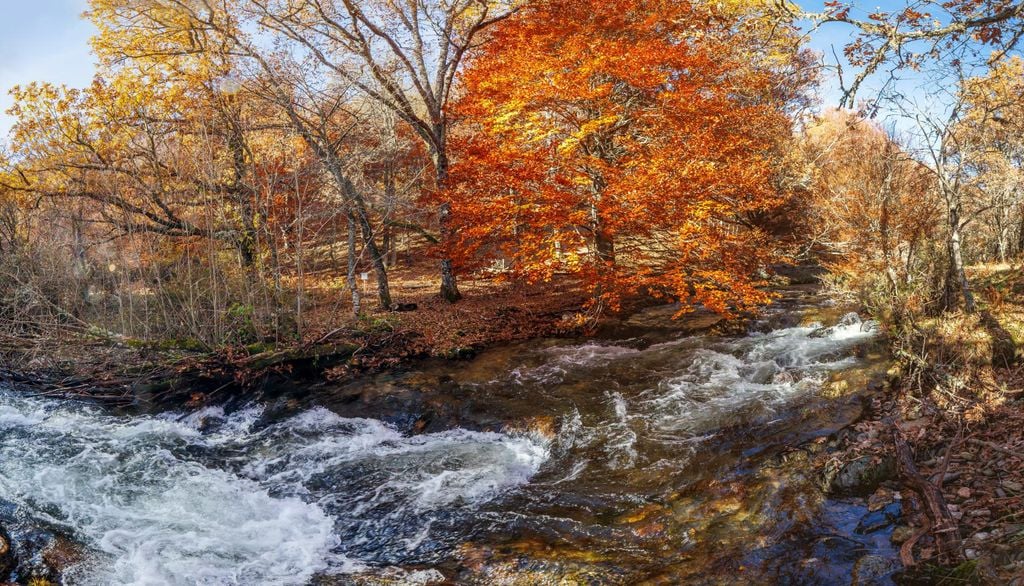 El río Jarama es vital para la conservación de los ecosistemas existentes en el Hayedo de Montejo. Comunidad de Madrid.