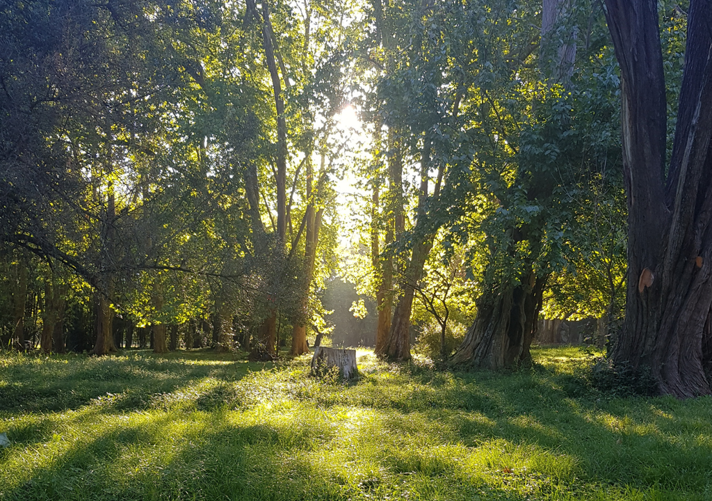 Árbol de Cristal Parque Pereyra Iraola Con entrada gratuita, el Parque Pereyra Iraola cuenta con más de 10 hectáreas de bosques y atractivos naturales para disfrutar.