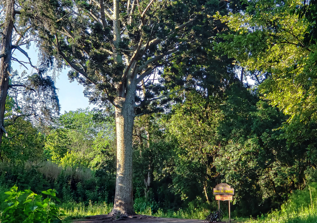 Árbol de Cristal Parque Pereyra Iraola El "Árbol de cristal" fue traído de Malasia y es el único ejemplar sobreviviente de los 12 que el estanciero Leonardo Pereyra Iraola hizo plantar hace 150 años.