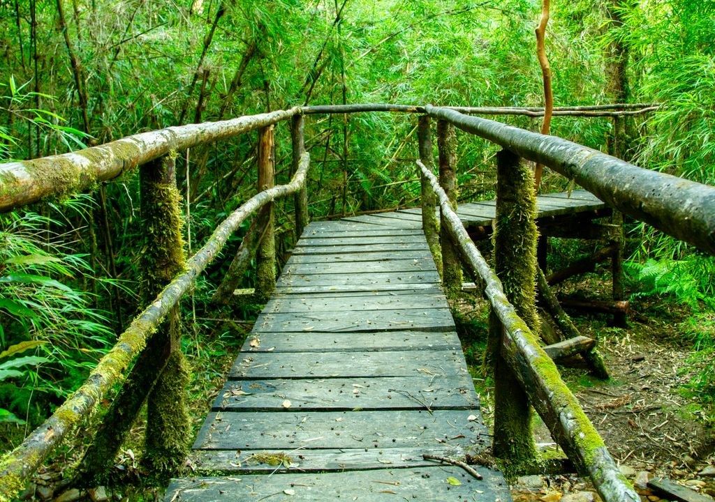 Parque Nacional Alerce Andino, Región de Los Ríos.