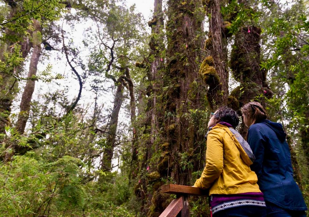 Alerce "Gran Abuelo", sur de Chile.