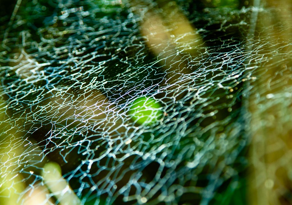 Bosques siempreverdes del Parque Nacional Alerce Costero.