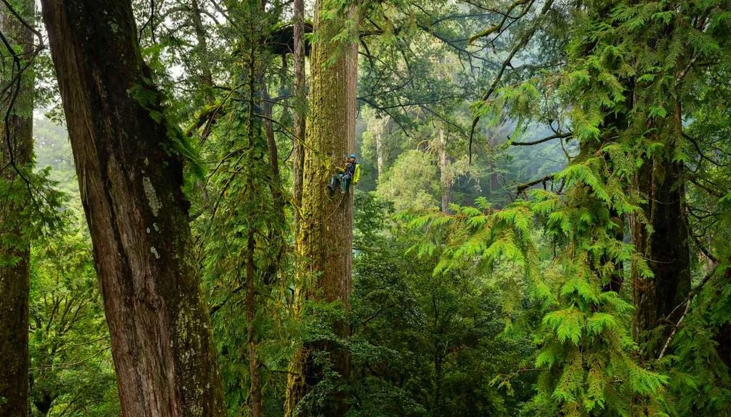 Escaladores de árboles gigantes en Taiwan Escaladores especializados ascienden a algunos de los árboles más altos de Taiwán para medir su altura, documentar su estado y apoyar las investigaciones sobre los grandes bosques de la isla. Imagen: Steven Pearce.
