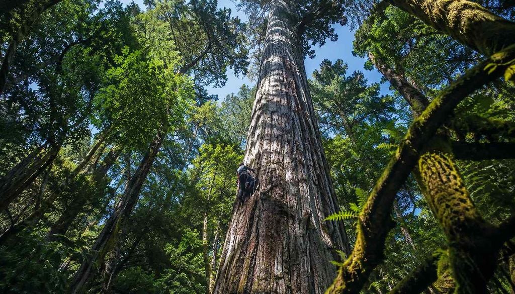 Árboles gigantes de Taiwan El bosque donde crece el árbol más alto conocido de Asia alberga decenas de ejemplares monumentales y forma parte de uno de los mayores refugios forestales de Taiwán.