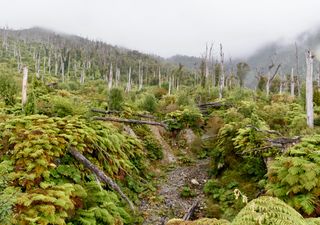  El bosque que renació de las cenizas: la regeneración de la naturaleza 17 años después de la erupción del Chaitén