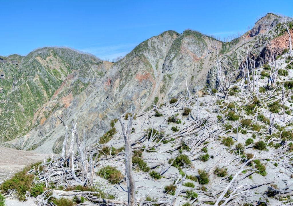 Bosque en formación en el suelo volcánico del Chaitén.