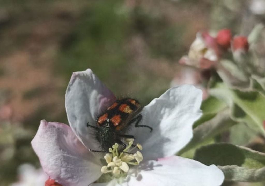 Insecto en flor de cerezo La abeja de la miel suele ser la protagonista, pero no trabaja sola. El estudio detectó que moscas y escarabajos nativos cumplen un papel decisivo en la polinización de frutales. Créditos imagen: CERES.