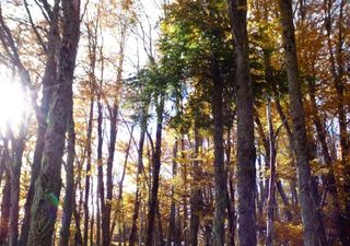 El bosque encantado de Chile que parece sacado de un cuento y se tiñe de rojo en otoño