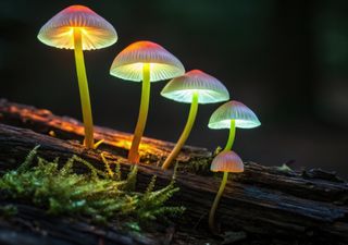 El bosque se ilumina por la noche: así alumbran los hongos estos bosques españoles