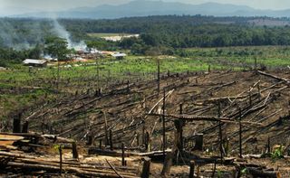 El bosque tropical del tamaño de Inglaterra destruido en 2018