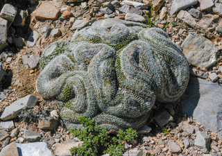 El cactus que desaf&iacute;a a la evoluci&oacute;n: se mimetiza como roca para salvarse&hellip; pero no de los humanos