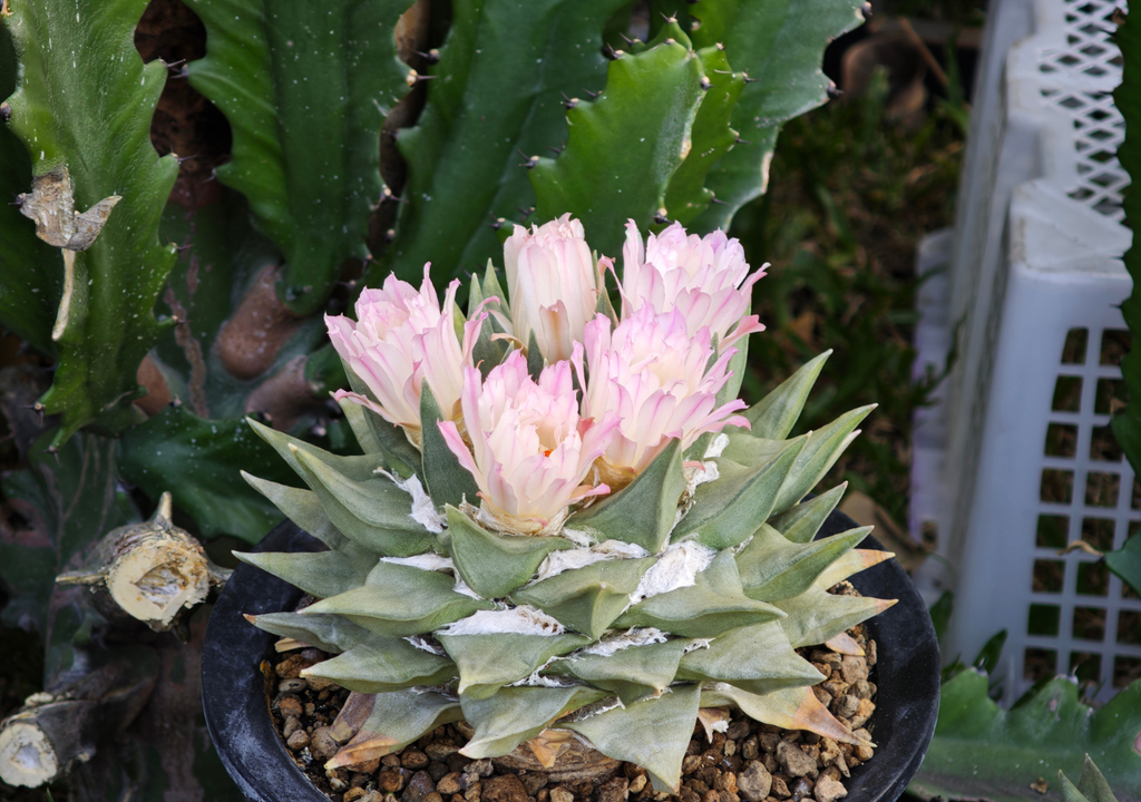 Su crecimiento es extremadamente lento; en condiciones naturales puede avanzar menos de un centímetro por año, especialmente durante etapas juveniles.