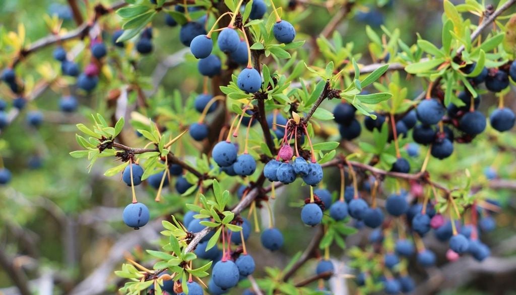 Cáscaras, semillas y fibra del fruto patagónico podrían convertirse en ingredientes funcionales con impacto en salud intestinal y economía circular.