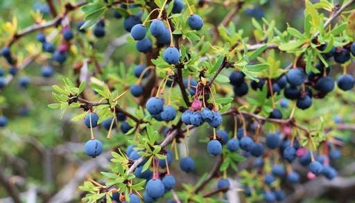 El calafate guardaba un secreto en sus c&aacute;scaras: antioxidantes mil veces m&aacute;s potentes que su pulpa