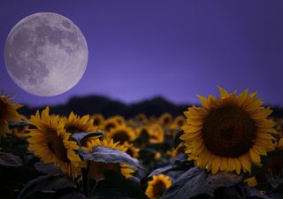 El calendario lunar y el campo: qué dice la ciencia sobre su influencia real en tus plantas