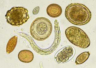 El calentamiento global altera microbios intestinales de animales