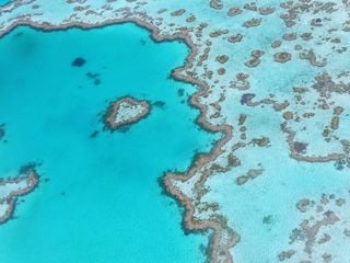 El calentamiento de los océanos está blanqueando los corales