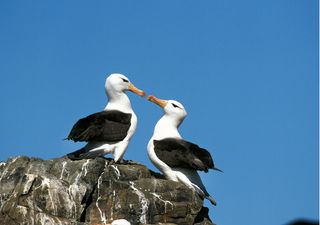 Calentamiento global está aumentando los divorcios ¡de albatros!