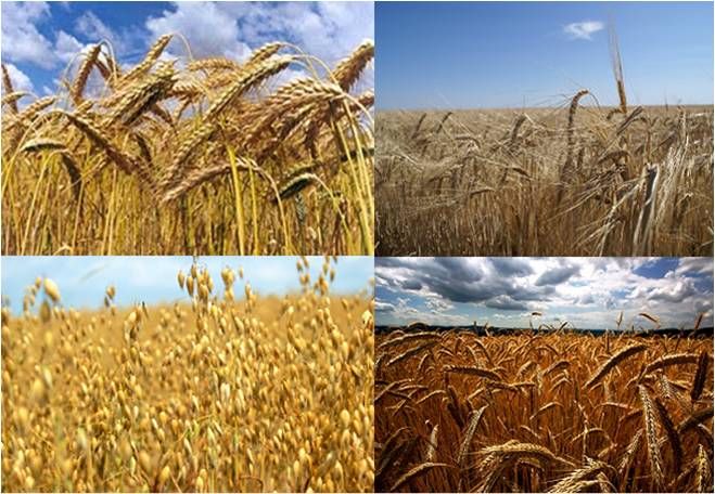 El Calentamiento Global Adelanta El Crecimiento De Los Cereales