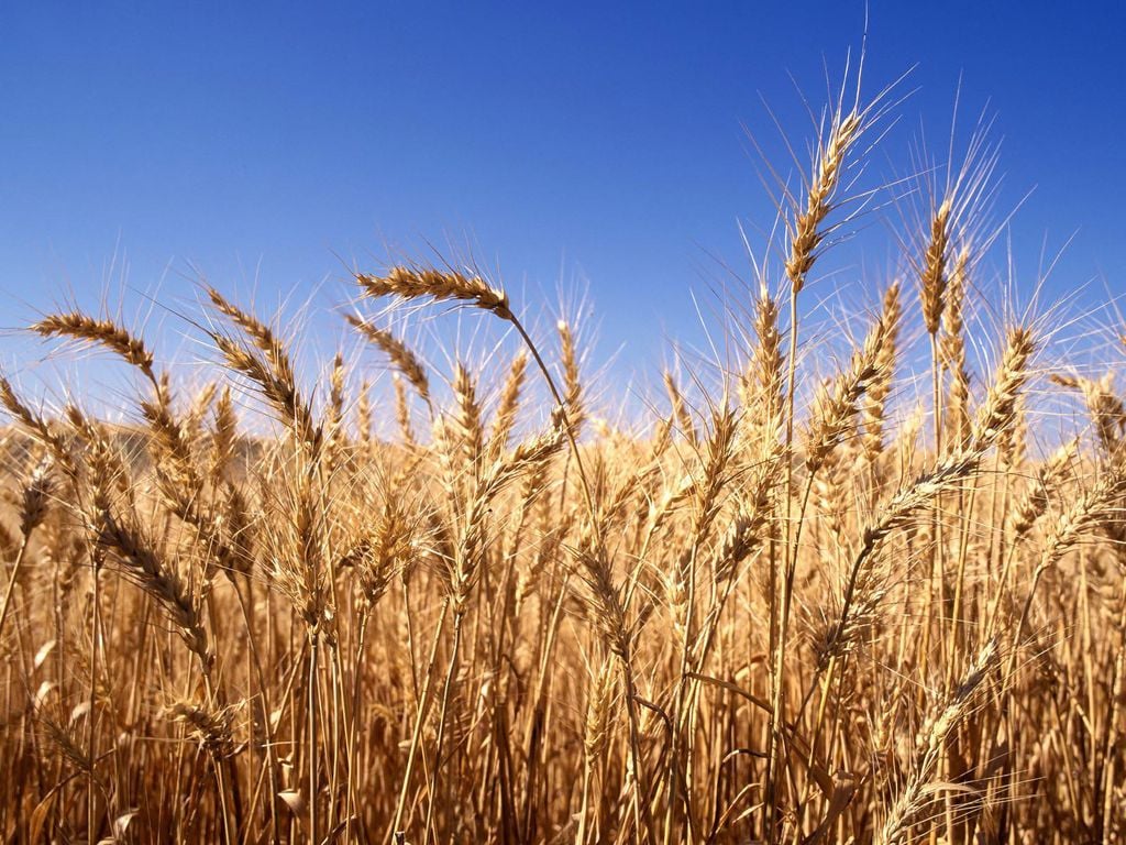 Figura 2.- El trigo es el cereal en el que se ha detectado un mayor adelantamiento de sus ciclos vitales.