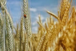 El calentamiento global reducirá la producción mundial de trigo
