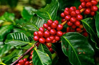 El calentamiento global se lo pondrá difícil a la planta del café