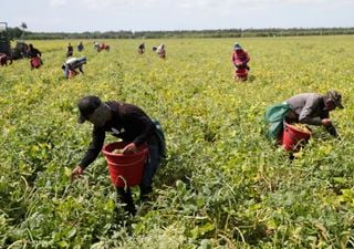 O calor afetará a produção global de alimentos devido ao seu impacto sobre os trabalhadores agrícolas