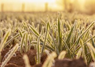 El calor sigue, pero el campo 'tiembla' ante posibles heladas tardías