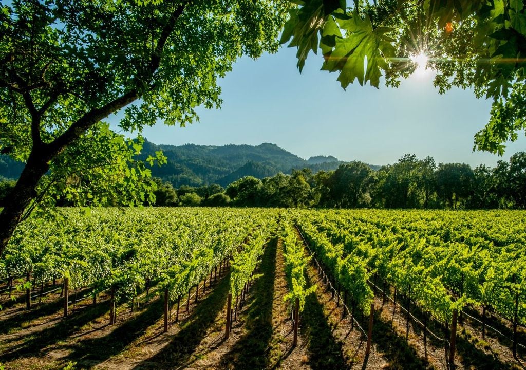 Viñedos