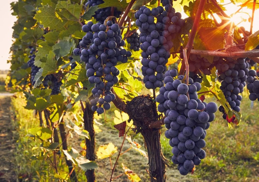 Uvas Uvas