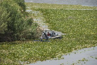 El camalote la planta invasora del río Guadiana y su lucha