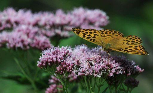 El Cambio Climático Acelerado Afecta A Las Montañas Europeas Flores alpinas fotografiadas en 2010 en el sur de Alemania.