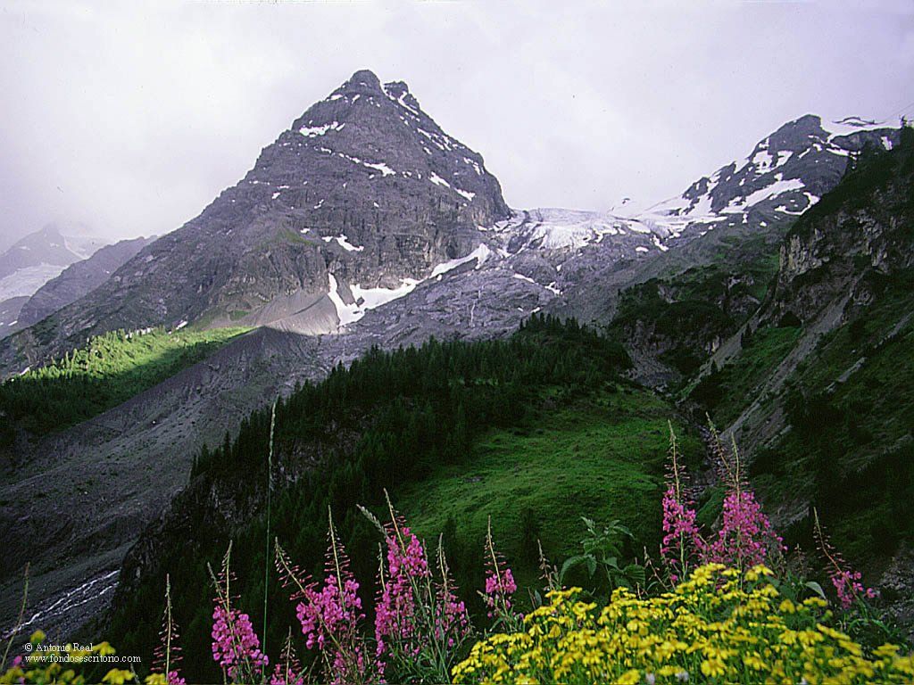 El Cambio Climático Acelerado Afecta A Las Montañas Europeas Imagen de flora y vegetación a los pies de las cumbres alpinas.