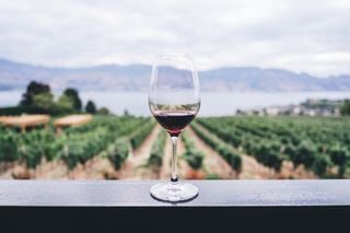 El cambio climático afecta a la producción de vino