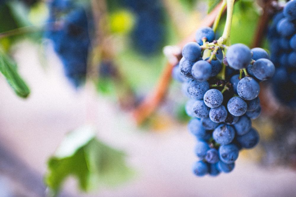 Vino y cambio climático Vino y cambio climático